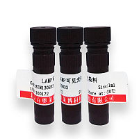 T4 RNA 连接酶 2，截短型库存