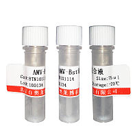 T3 RNA 聚合酶品牌