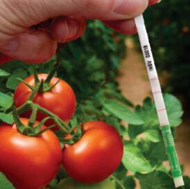 番茄溃疡病菌检测试纸条cmm