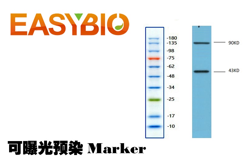 彩色预染可曝光标准分子量蛋白Marker10-180