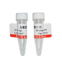 SP1凝胶迁移突变探针(1.75μM)现货