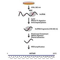 miRNAs表达调控 -- 5’RACE克隆miRNA转录起始位点