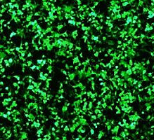 慢病毒构建服务