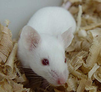 动物模型（裸鼠成瘤和药效评价）