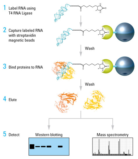RNA pulldown