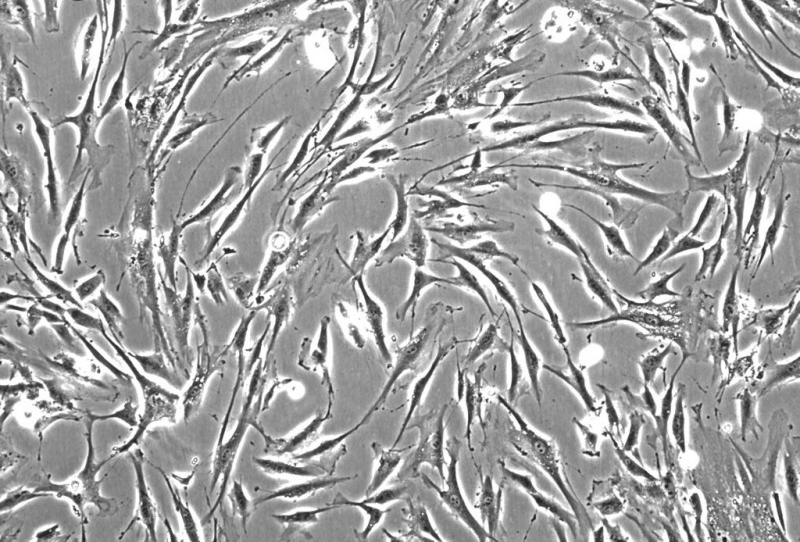 MCF10A;MCF-10A；人正常乳腺上皮细胞