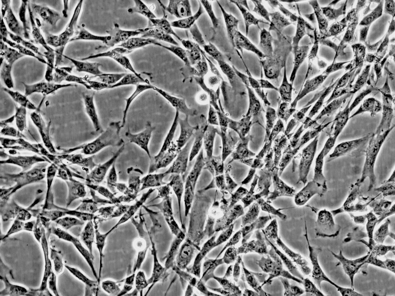 M-7人胚胎，皮肤，肌肉 成纤维细胞