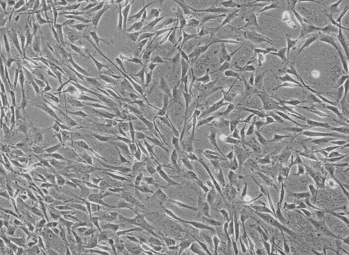 GC-2 spd 小鼠精母细胞系