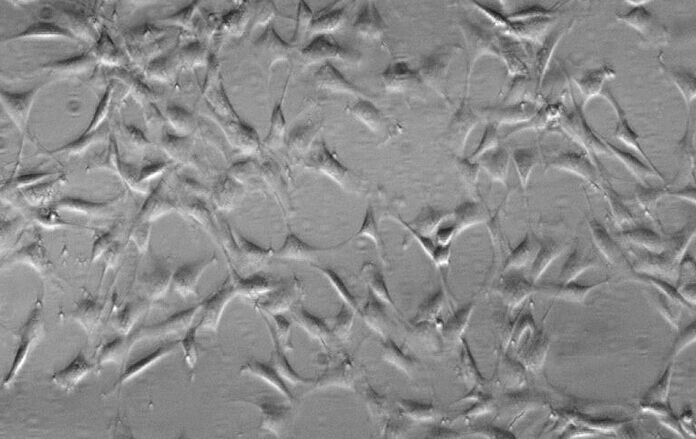G422；小鼠神经胶质瘤细胞