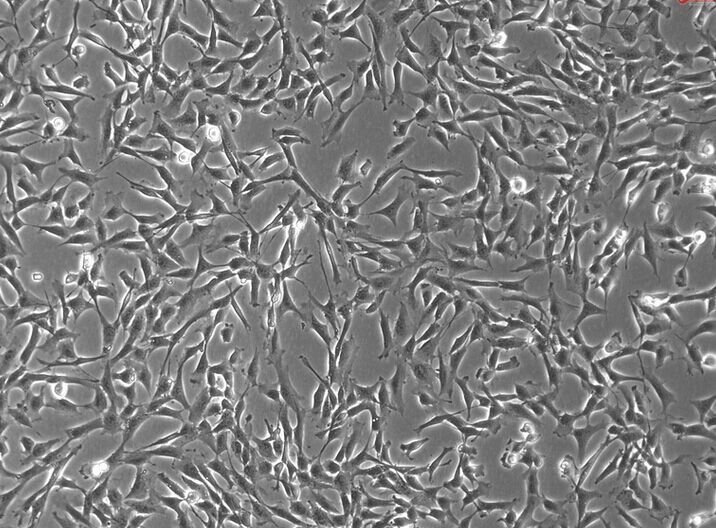 L929（L-929）小鼠成纤维细胞