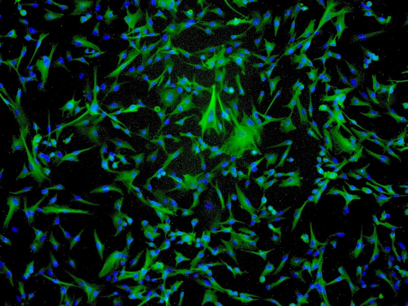 NIH/3T3小鼠胚胎细胞