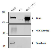 Trident Endosome Isolation Kit