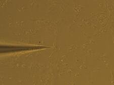 DRG patch clamp|离子通道|药物筛选服务