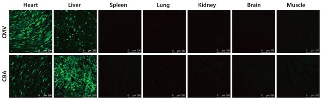 AAV在心脏中的注射及表达