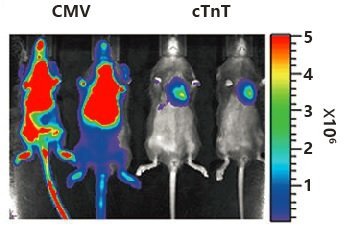 AAV在心脏中的注射及表达