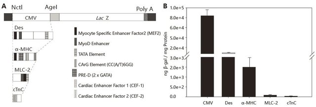 AAV在心脏中的注射及表达