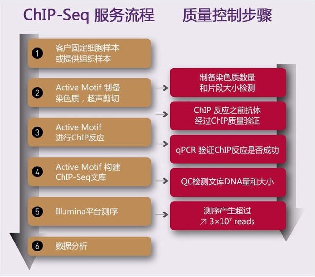 染色质免疫共沉淀 ChIP-Seq 技术服务