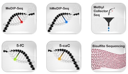 DNA 甲基化分析技术服务