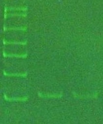绿如蓝核酸染料（UV型，70303）