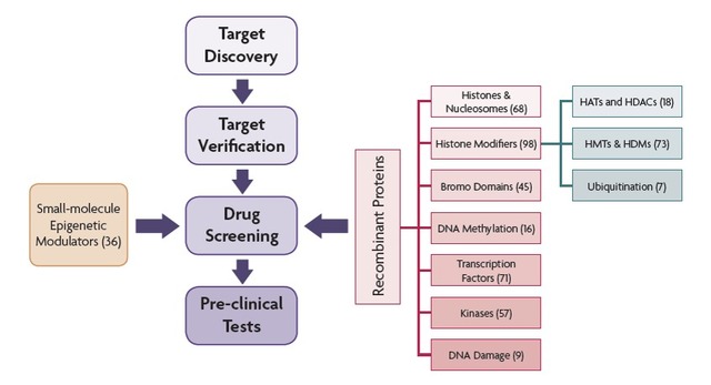 Recombinant AKT1 protein 重组蛋白 