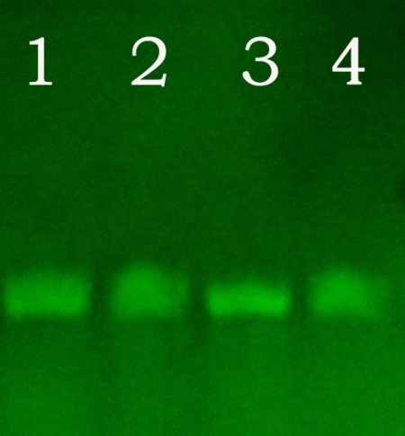 绿如蓝核酸染料（UV型，70303）