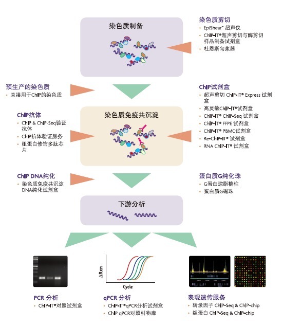染色质免疫共沉淀纯化DNA试剂盒Chromatin IP D