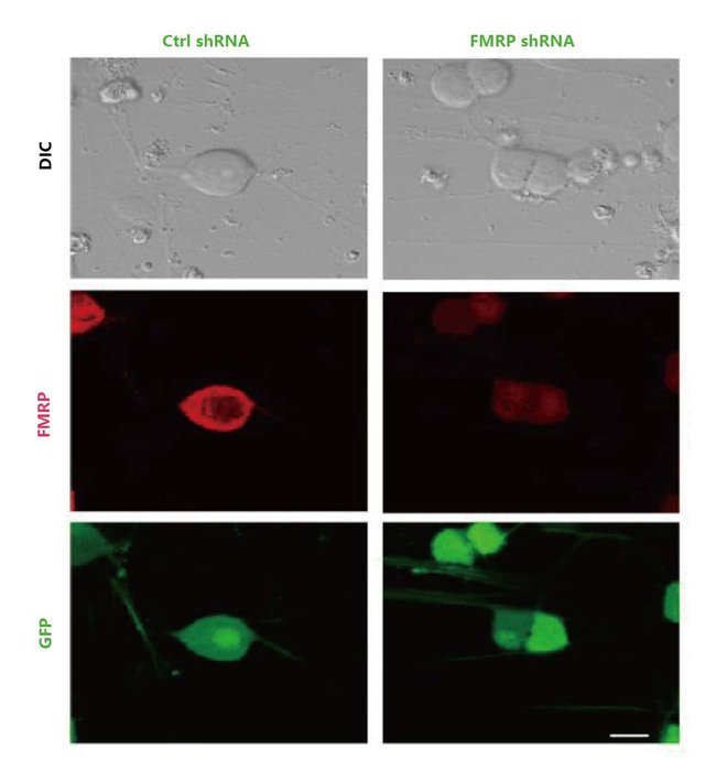 RNA干扰/RNAi/基因沉默/siRNA/miRNA