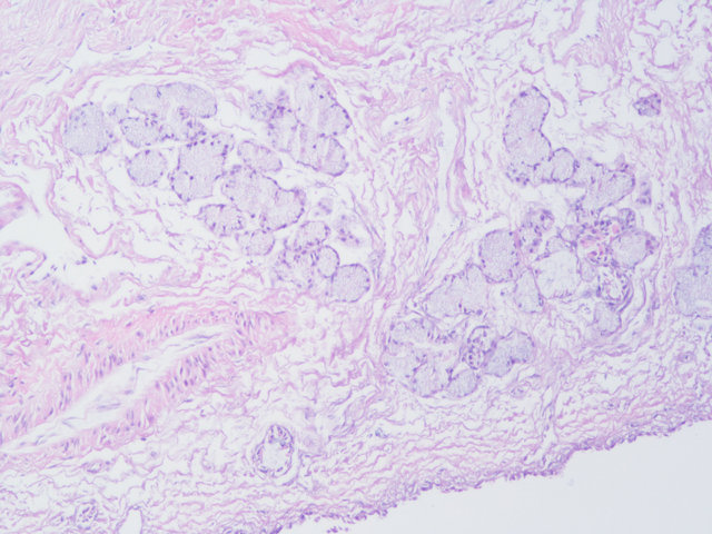 病理常规HE染色实验服务