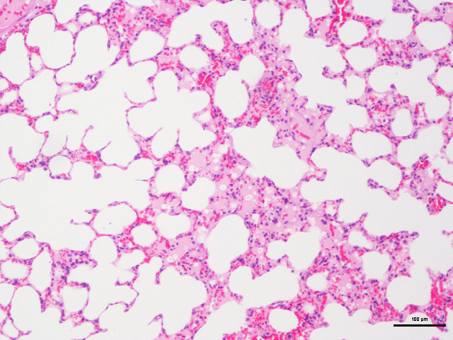 病理常规HE染色实验服务