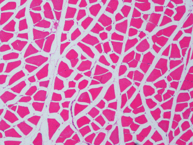 病理常规HE染色实验服务