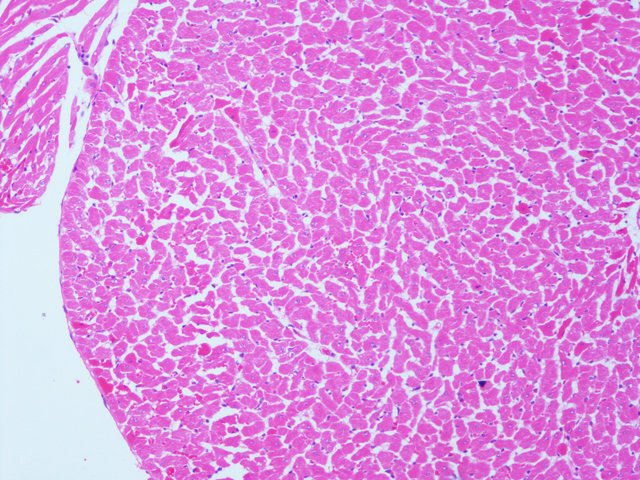 病理常规HE染色实验服务