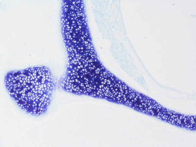 甲苯.胺蓝染色实验服务