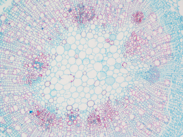 番红O固绿染色实验服务