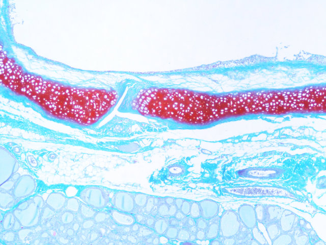 番红O固绿染色实验服务