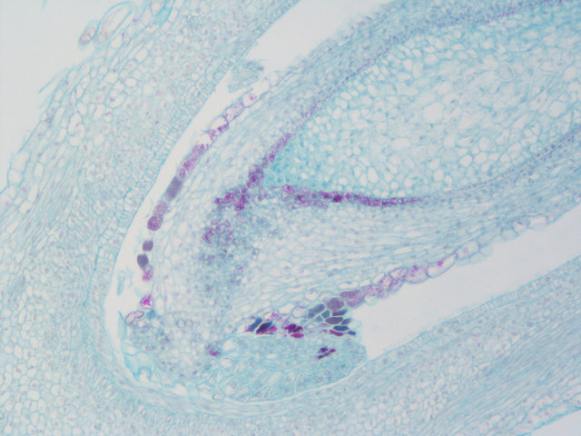 番红O固绿染色实验服务