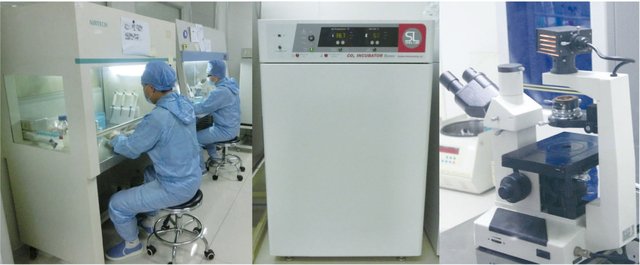 单克隆抗体制备服务