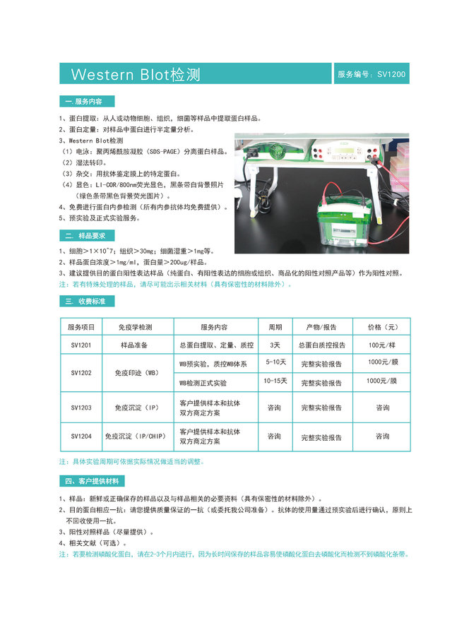 蛋白免疫印记（Western Blotting）检测服务