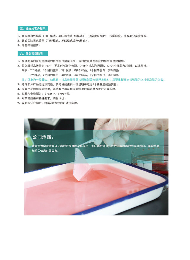 蛋白免疫印记（Western Blotting）检测服务