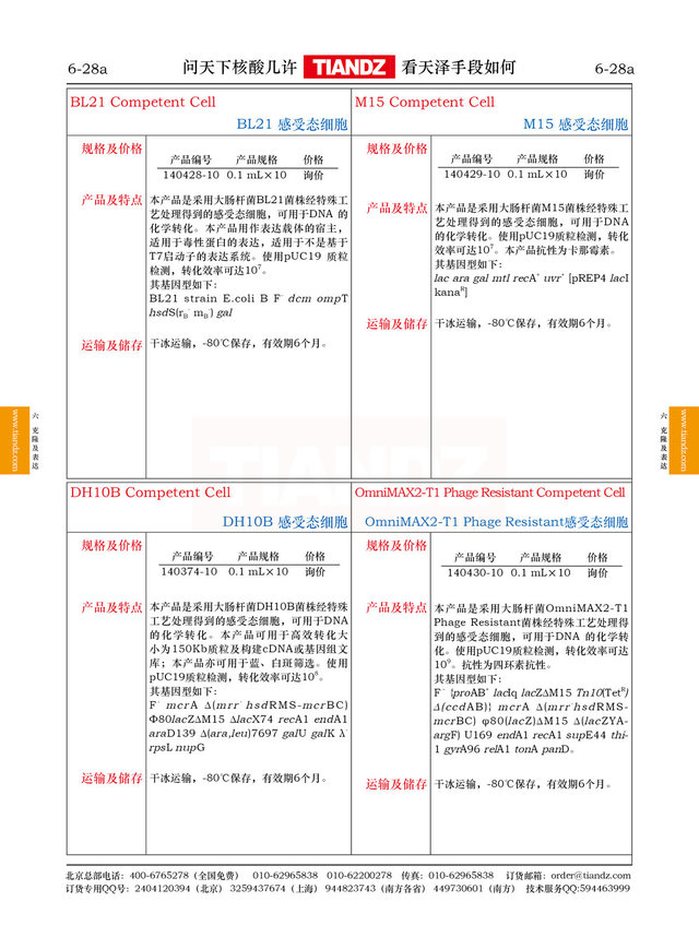 大肠杆菌DH10B感受态细胞