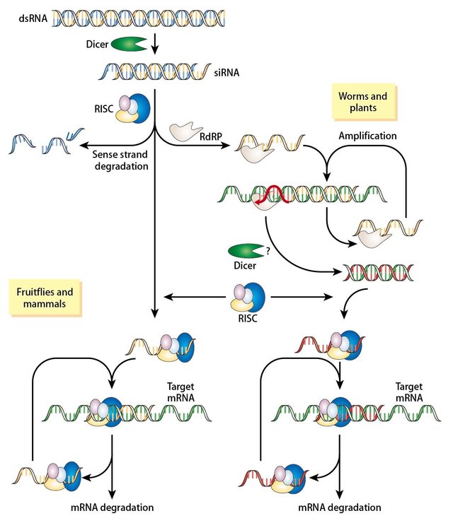 RNA干扰/RNAi/基因沉默/siRNA/miRNA