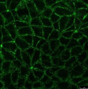 免疫荧光染色实验服务