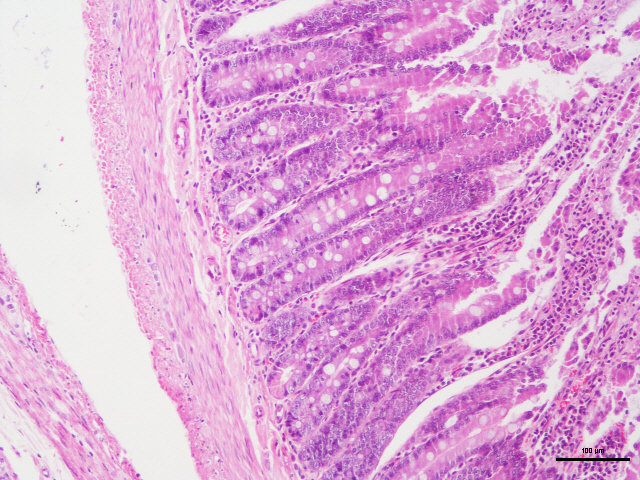 病理常规HE染色实验服务