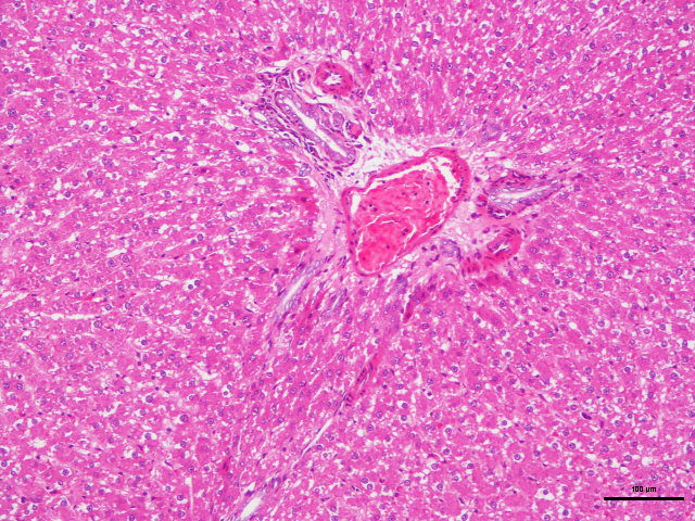 病理常规HE染色实验服务