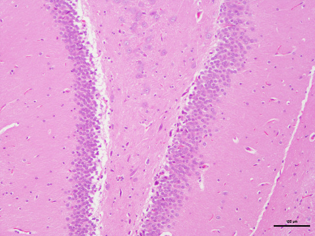 病理常规HE染色实验服务