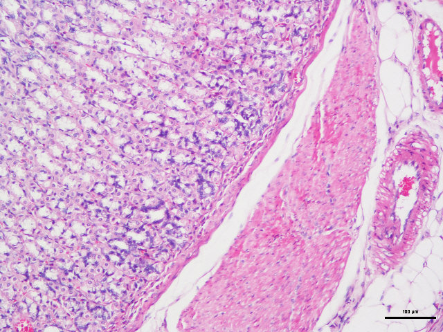 病理常规HE染色实验服务