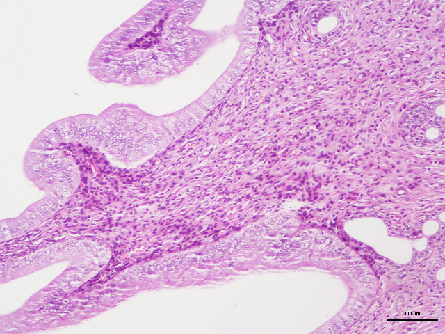 病理常规HE染色实验服务