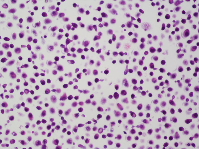 病理常规HE染色实验服务