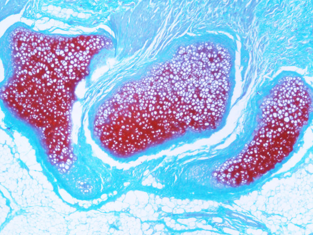 番红O固绿染色实验服务
