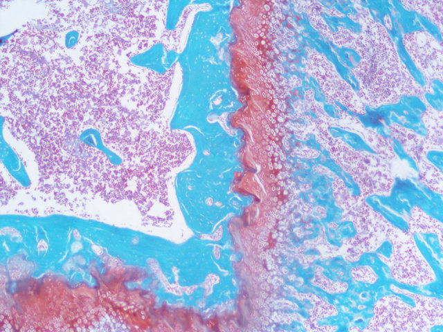 番红O固绿染色实验服务