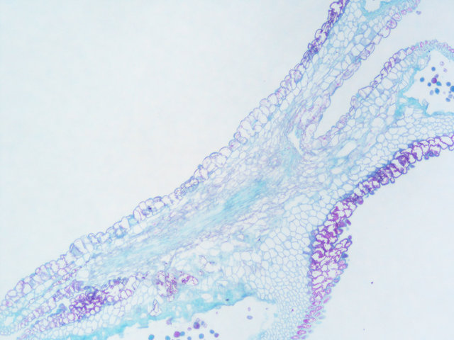 番红O固绿染色实验服务